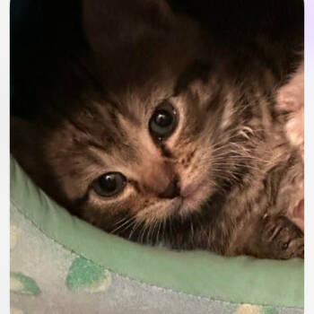 Rescue Domestic Short Hair Cats for Adoption in St. Peters, Missouri - Merlin | PetCurious