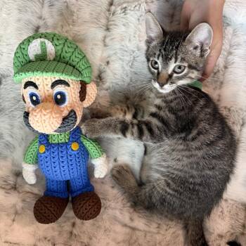 Luigi -  Domestic Short Hair Cat Available for Adoption in Bloomington, Illinois - Luigi | PetCurious