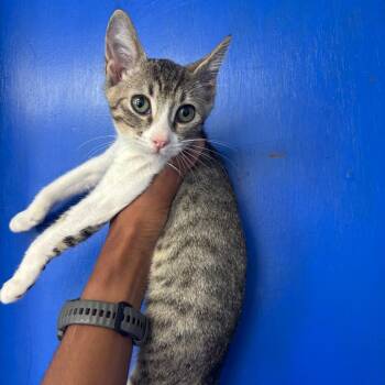 Tanjiro -  Domestic Short Hair Cat for Adoption in Wahiawa, Hawaii - Tanjiro | PetCurious