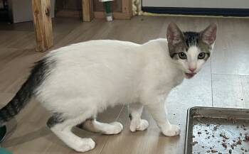 Trillion -  Domestic Short Hair Cat for Adoption in Havertown, Pennsylvania - Trillion | PetCurious