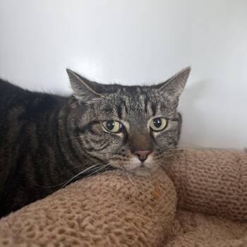 Domestic Short Hair Cats Available for Adoption - Vida | PetCurious