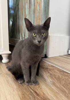 Rescue Domestic Short Hair and Russian Blue Cats for Adoption in Boca Raton, Florida - Noelle | PetCurious