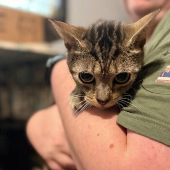 Morticia Addams -  Domestic Short Hair Cat for Adoption in Delaware, Ohio - Morticia Addams | PetCurious