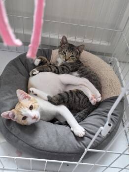 Fernando -  Domestic Short Hair Cat for Adoption in Naugatuck, Connecticut - Fernando | PetCurious