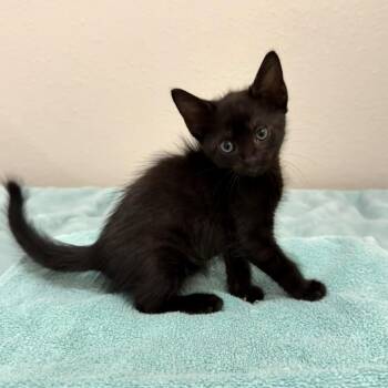 Cannoli -  Domestic Short Hair Cat for Adoption in NEW PT RICHEY, Florida - Cannoli | PetCurious