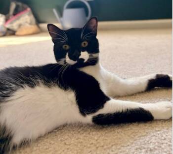 Domestic Short Hair and Tuxedo Cats Available for Adoption - Kelso | PetCurious