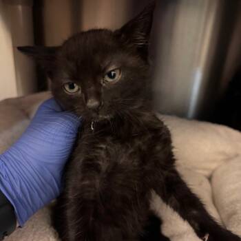 Domestic Short Hair Cats Available for Adoption in Lynchburg, Virginia - Peggy | PetCurious