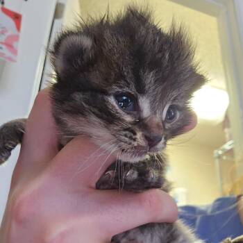 Otter -  Domestic Medium Hair Cat for Adoption in Belfair, Washington - Otter | PetCurious