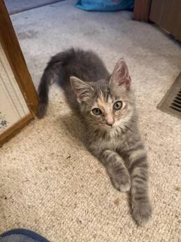 Lilith -  Domestic Short Hair Cat for Adoption in Plymouth, Michigan - Lilith | PetCurious