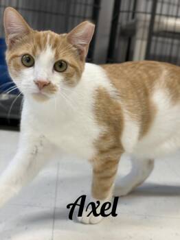 Axel -  Domestic Short Hair Cat for Adoption in Manistee, Michigan - Axel | PetCurious