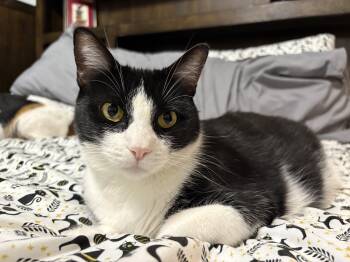 Olive -  Tuxedo Cat for Adoption in Fort Worth, Texas - Olive | PetCurious