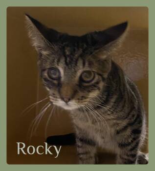ROCKY -  Tabby Cat for Adoption in Lawton, Oklahoma - ROCKY | PetCurious