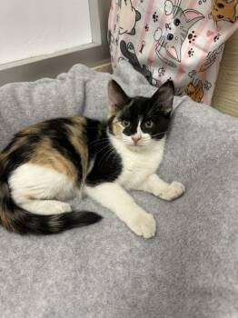 Tulip -  Calico Cat for Adoption in Parlier, California - Tulip | PetCurious