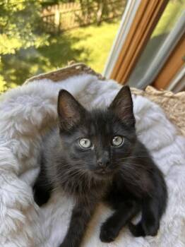 Paula -  Domestic Short Hair and Tabby Cat for Adoption in Skyline, Minnesota - Paula | PetCurious