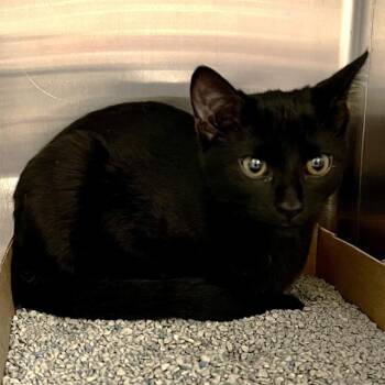 LEMUR -  Domestic Short Hair Cat for Adoption in St. Louis, Missouri - LEMUR | PetCurious