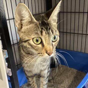 Tina -  Domestic Short Hair Cat for Adoption in Montgomery, Alabama - Tina | PetCurious