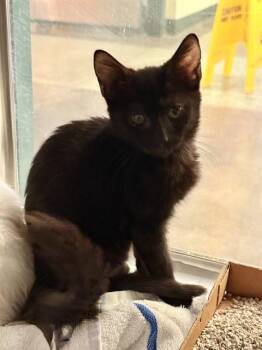 LOKI -  Domestic Short Hair Cat for Adoption in Thousand Palms, California - LOKI | PetCurious