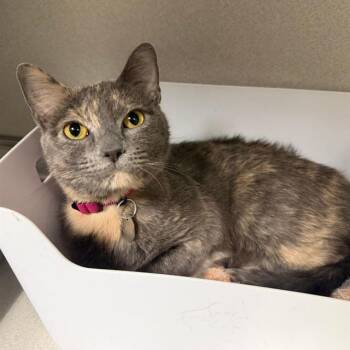 Domestic Short Hair Cats Available for Adoption - THUMPER | PetCurious