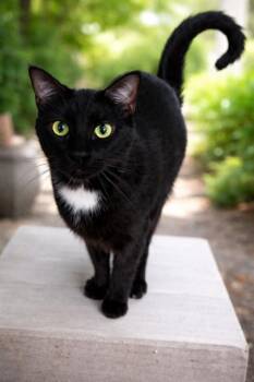 Domestic Short Hair Cats Available for Adoption - Gabbana | PetCurious