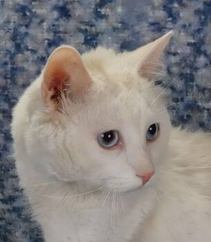 Domestic Medium Hair Cats Available for Adoption - BOSTON | PetCurious