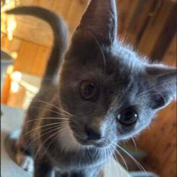Hopper (26-4754) -  Domestic Short Hair Cat for Adoption in Gordonsville, Tennessee - Hopper (26-4754) | PetCurious