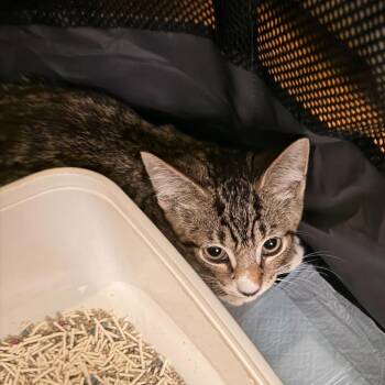 Chico -  Domestic Short Hair Cat for Adoption in New York, New York - Chico | PetCurious