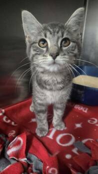 Billy Jean -  Domestic Short Hair Cat for Adoption in Martinsville, Indiana - Billy Jean | PetCurious