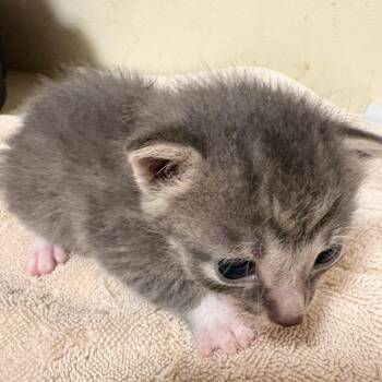 Fruit Punch -  Domestic Short Hair Cat for Adoption in Waldorf, Maryland - Fruit Punch | PetCurious