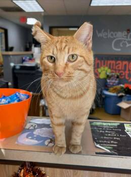 Rescue Domestic Short Hair Cats for Adoption in Maryville, Missouri - Cheddar | PetCurious