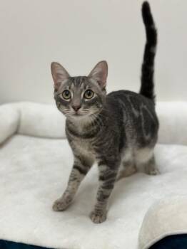 Tim Shepard -  Domestic Short Hair Cat for Adoption in Newberg, Oregon - Tim Shepard | PetCurious