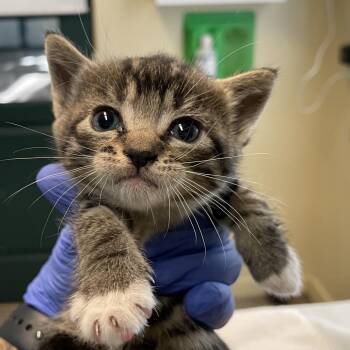 Bluebell -  Domestic Short Hair Cat for Adoption in Pasadena, California - Bluebell | PetCurious
