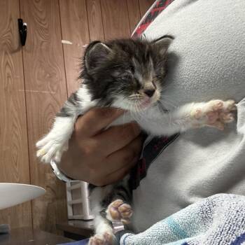 Domestic Long Hair Cats Available for Adoption in Leander, Texas - Desmond | PetCurious
