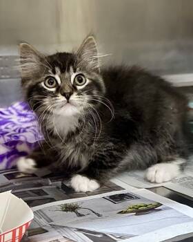 Peekaboo -  Domestic Medium Hair Cat for Adoption in Novato, California - Peekaboo | PetCurious