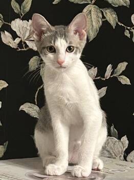 Rosehip -  Domestic Short Hair Cat for Adoption in Chattanooga, Tennessee - Rosehip | PetCurious