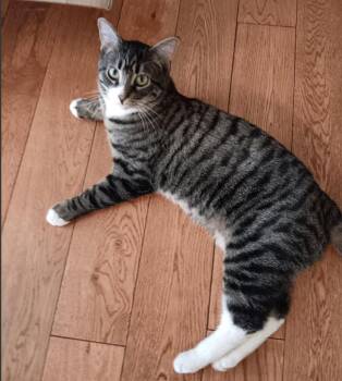 Domestic Short Hair Cats Available for Adoption - Mustard | PetCurious