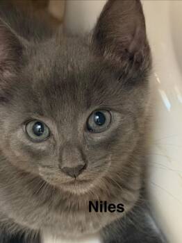 Niles -  Domestic Short Hair Cat for Adoption in The Woodlands, Texas - Niles | PetCurious
