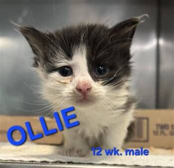 OLLIE -  Domestic Short Hair Cat for Adoption in Holbrook, New York - OLLIE | PetCurious