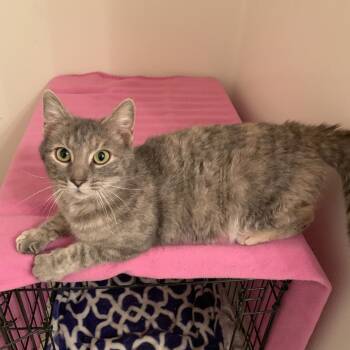 Rescue Domestic Short Hair Cats for Adoption in Woodstock, Virginia - Windy Estep | PetCurious