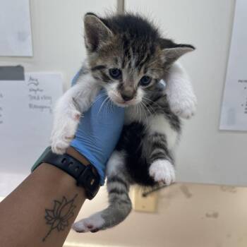 Theon -  Domestic Short Hair Cat for Adoption in Auburn, Alabama - Theon | PetCurious