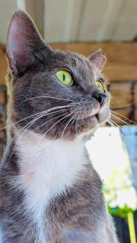 Rescue Domestic Short Hair Cats for Adoption in Fernandina Beach, Florida - Newman | PetCurious