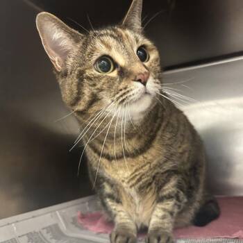 Domestic Short Hair Cats Available for Adoption in Auburn, Alabama - Selma | PetCurious