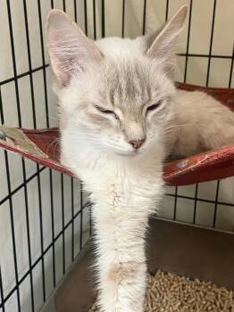 Luna -  Siamese Cat for Adoption in Lunenburg, Massachusetts - Luna | PetCurious