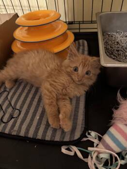 Tig Jr -  Domestic Medium Hair Cat Available for Adoption in Hammond, Louisiana - Tig Jr | PetCurious