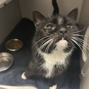 Rescue Domestic Short Hair Cats for Adoption in Dallas, Texas - Merideth | PetCurious