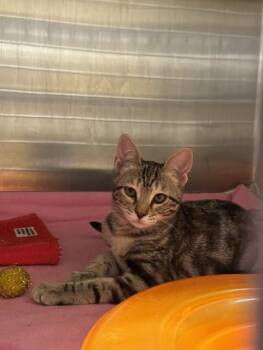 LONDON -  Domestic Short Hair Cat for Adoption in Fremont, California - LONDON | PetCurious