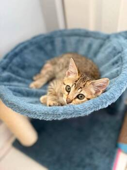 Elf -  Domestic Short Hair Cat for Adoption in Sebastian, Florida - Elf | PetCurious