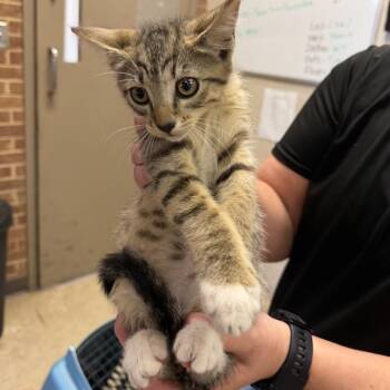 Jade -  Domestic Short Hair Cat for Adoption in Birmingham, Alabama - Jade | PetCurious