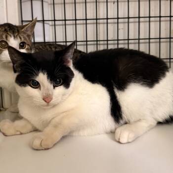Rescue Domestic Short Hair Cats for Adoption in Trenton, New Jersey - Moonpie | PetCurious