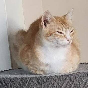 Lynda Carter -  Domestic Short Hair Cat for Adoption in Williston, Florida - Lynda Carter | PetCurious
