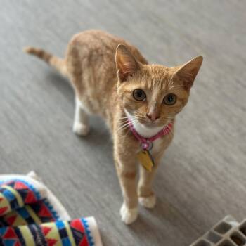 Tandy -  Domestic Short Hair Cat for Adoption in Port Washington, New York - Tandy | PetCurious